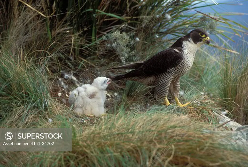 peregrine falcon female and young falco peregrinus tasmania, australia. 