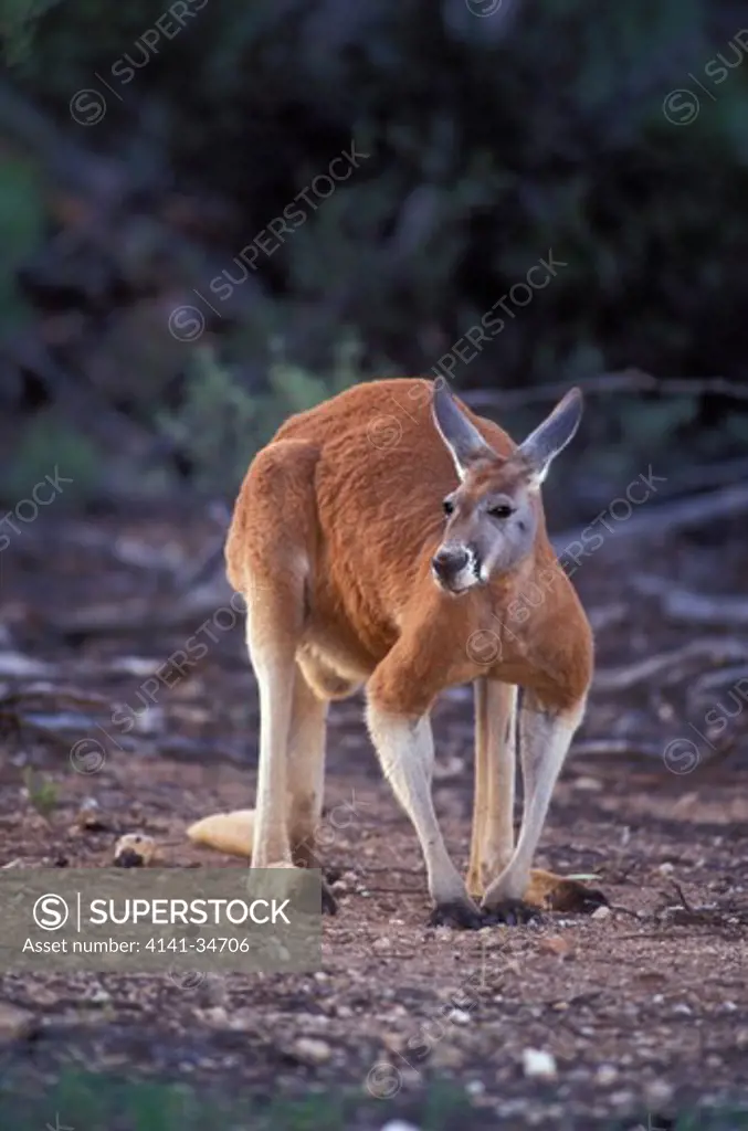 red kangaroo male macropus rufus south australia.