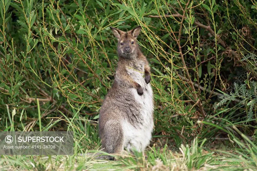 red-necked wallaby macropus rufogriseus tasmania, australia. 
