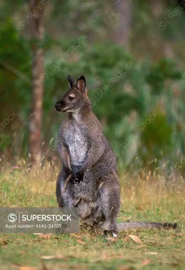 red-necked wallaby male macropus rufogriseus tasmania, australia. 