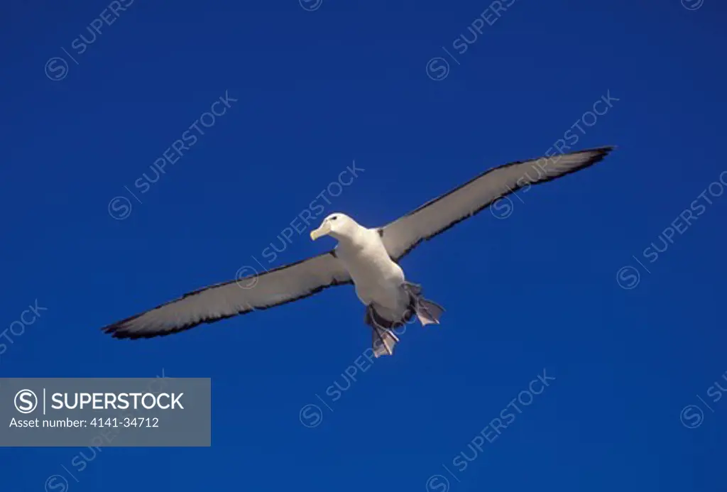 shy albatross diomedea cauta albatross island, tasmania, australia. 