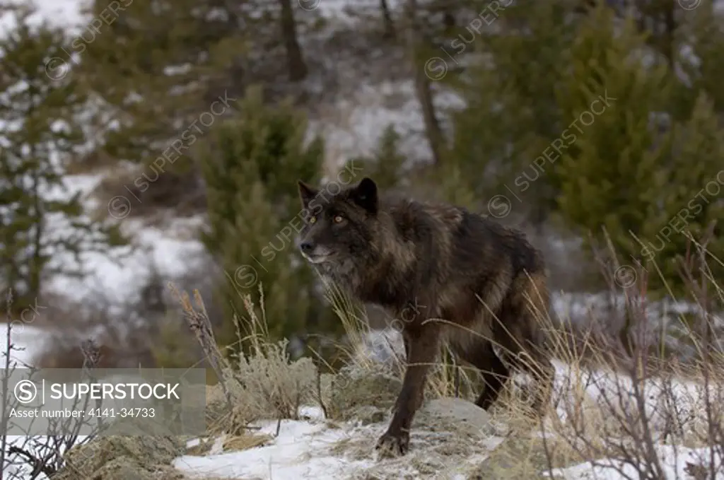 north american grey wolf canis lupis captive 