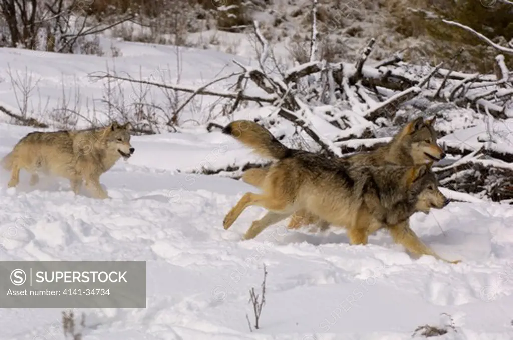 north american grey wolf canis lupis pack running in snow captive 