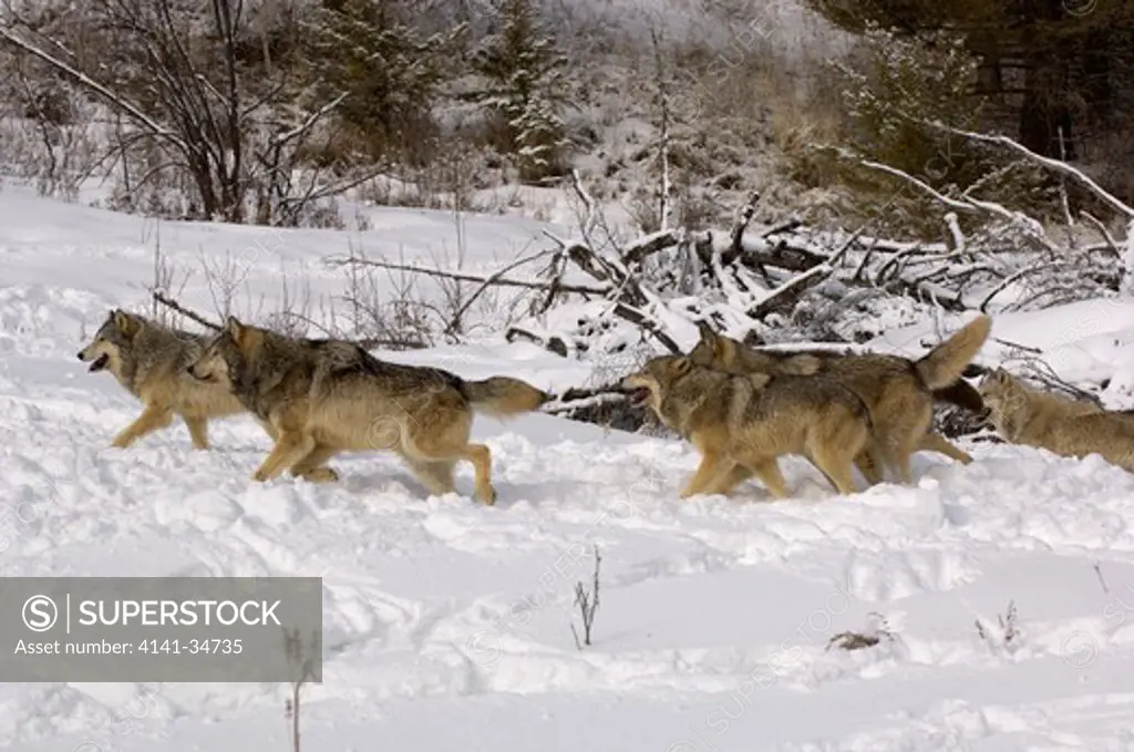 north american grey wolf canis lupis pack playing in snow captive 
