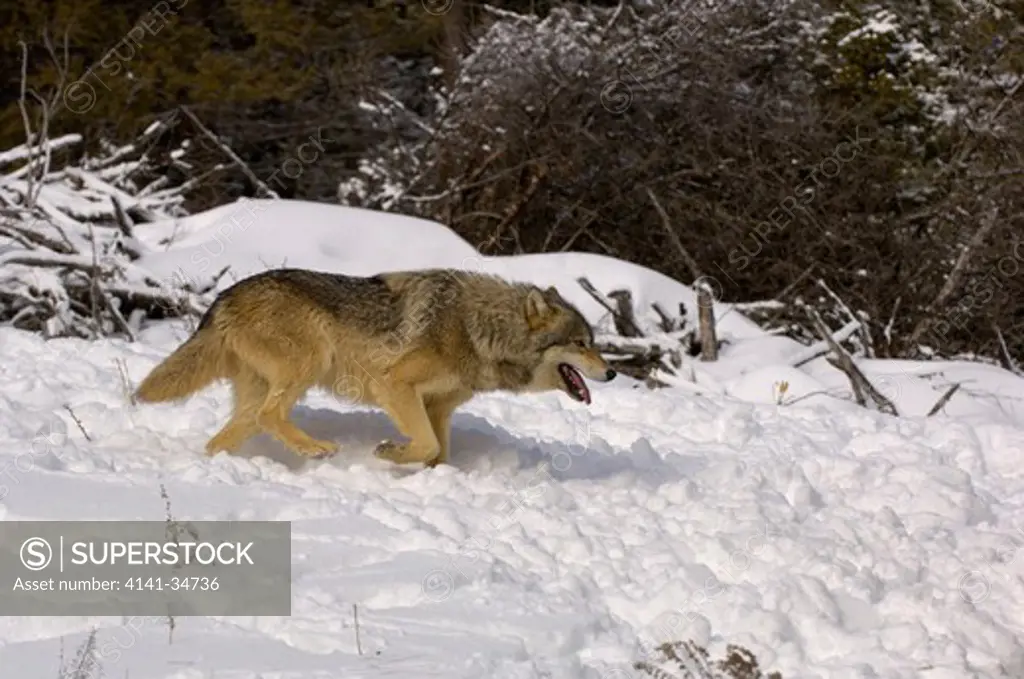north american grey wolf canis lupis running in snow captive 