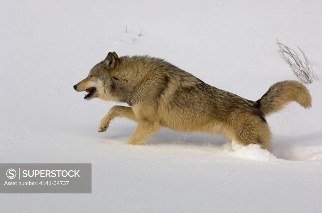 north american grey wolf canis lupis running in snow captive 