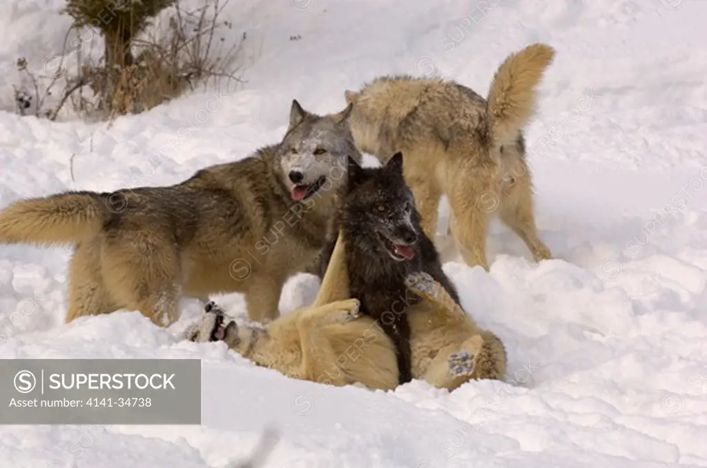 north american grey wolf canis lupis pack playing in snow captive 