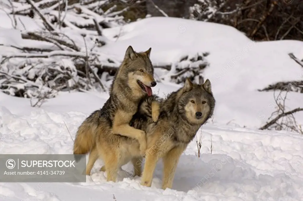 north american grey wolf canis lupis pair playing in snow captive 