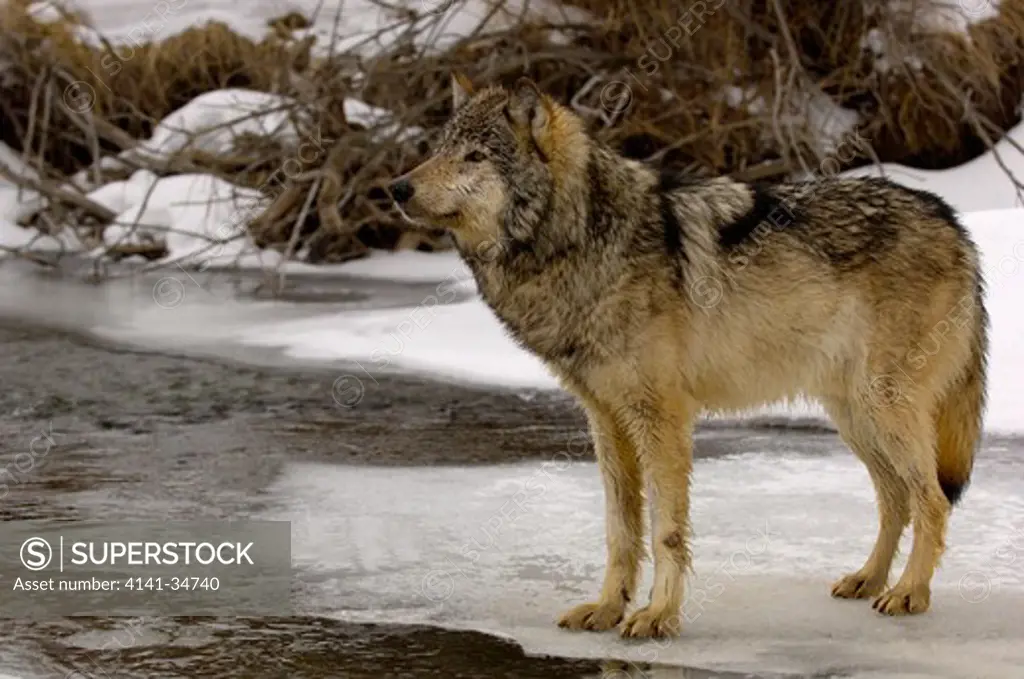 north american grey wolf canis lupis in snow captive 