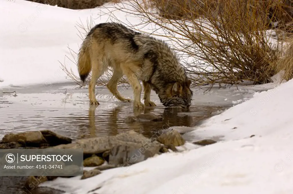 north american grey wolf canis lupis drinking in snow captive 