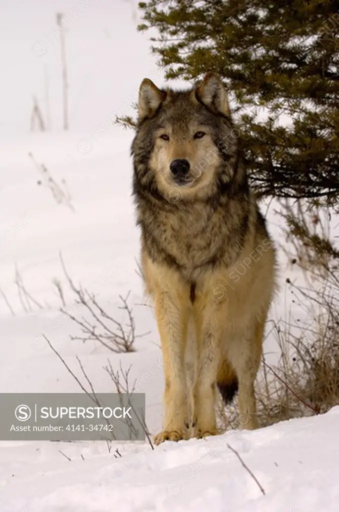 north american grey wolf canis lupis in snow captive 