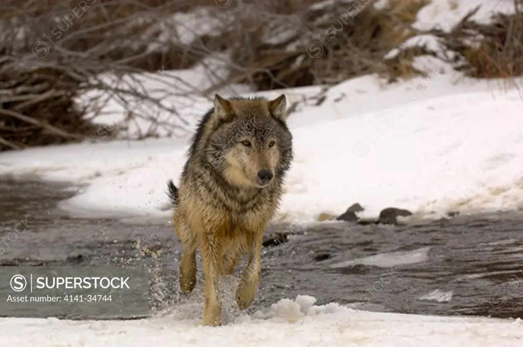 north american grey wolf canis lupis walking out of stream captive