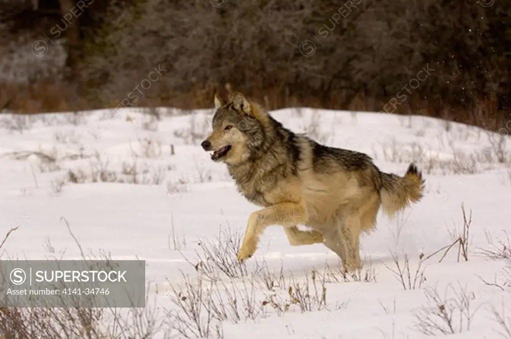 north american grey wolf canis lupis running in snow captive