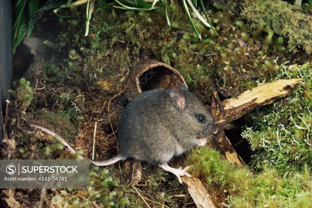 long-tailed mouse pseudomys higginsi tasmanian endemic
