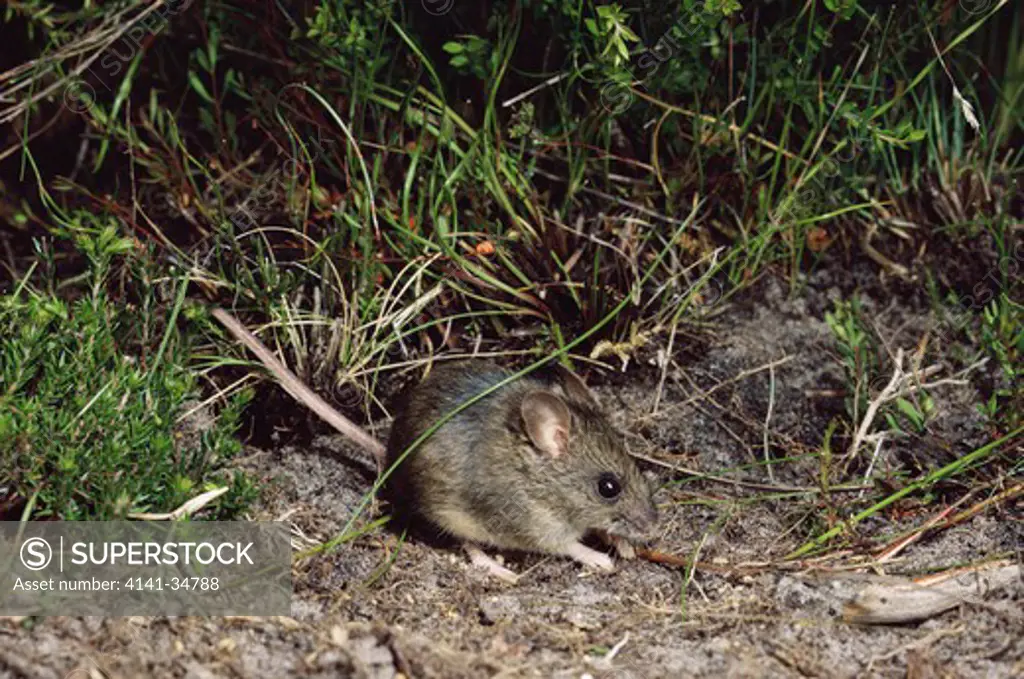 new holland mouse pseudomys novaehollandiae tasmania, australia