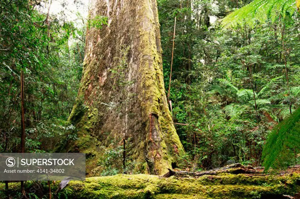 swamp gum eucalyptus regnans tasmania, australia