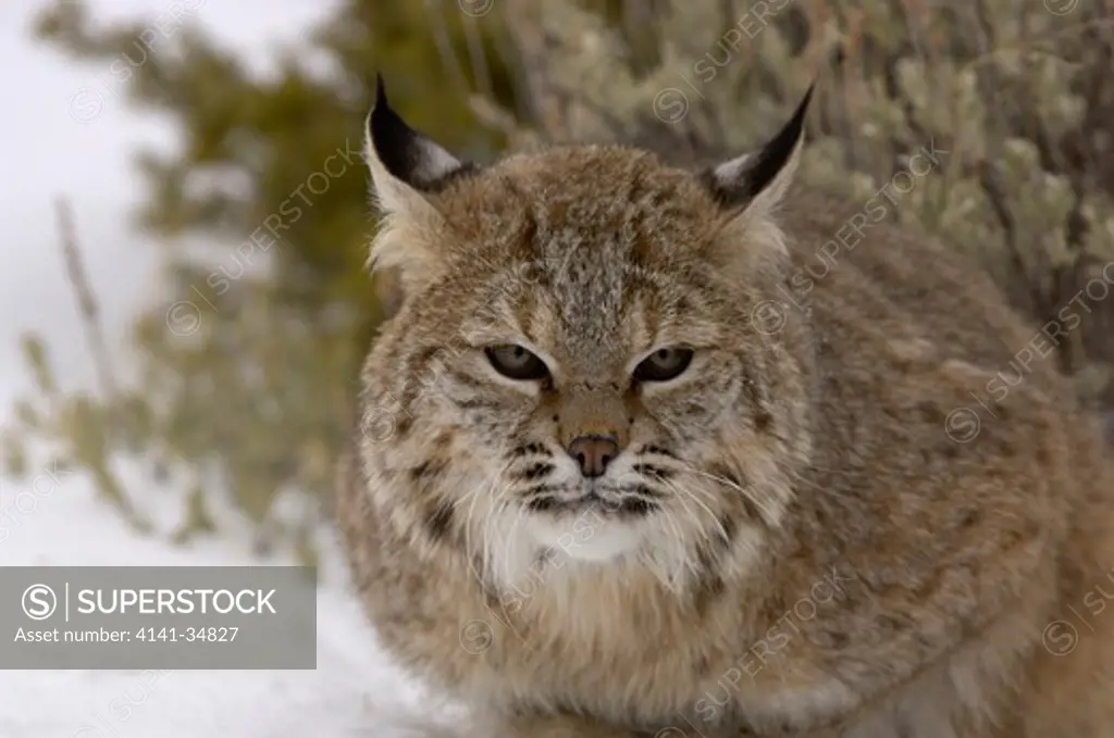 bobcat lynx rufus in snow usa