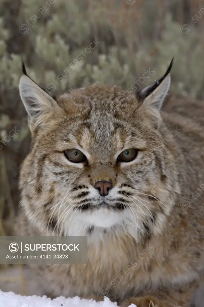 bobcat lynx rufus in snow usa