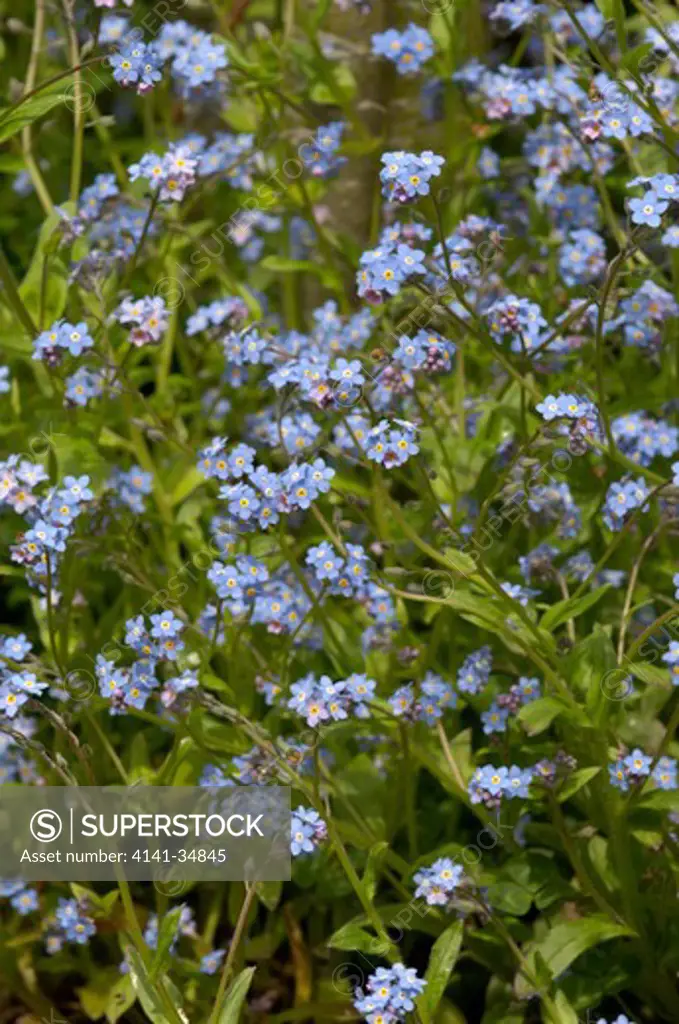 forget-me-not myosotis palustris uk