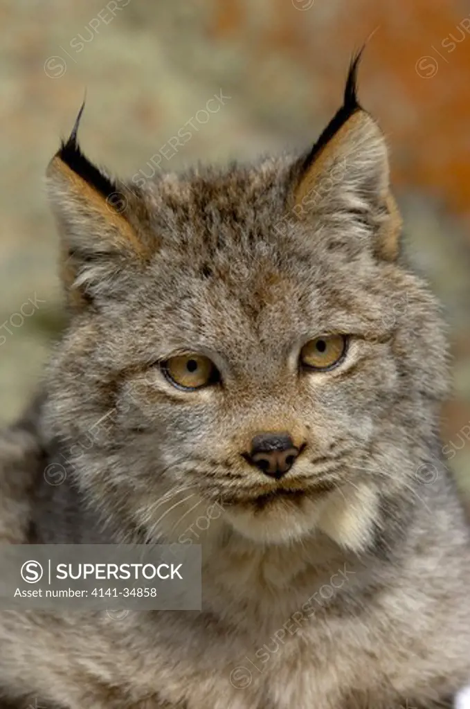 american lynx rufus canadensis usa