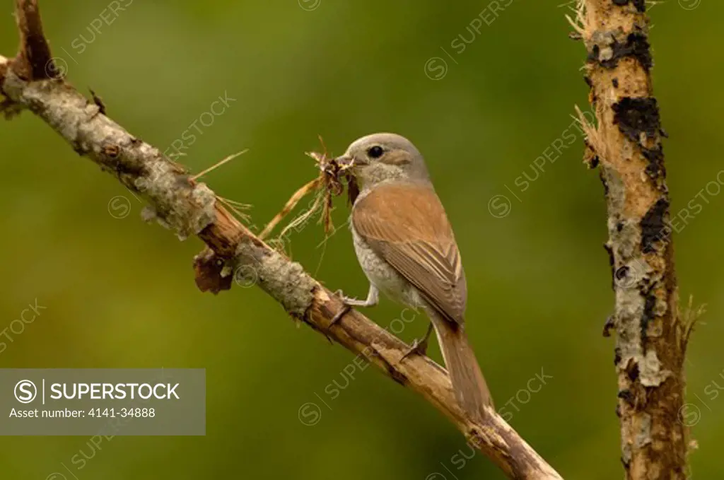 red-backed shrike lanius collurio female collecting nesting material