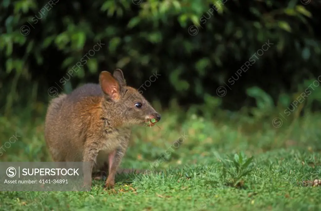 red-necked pademelon thylogale thetis juvenile queensland, australia