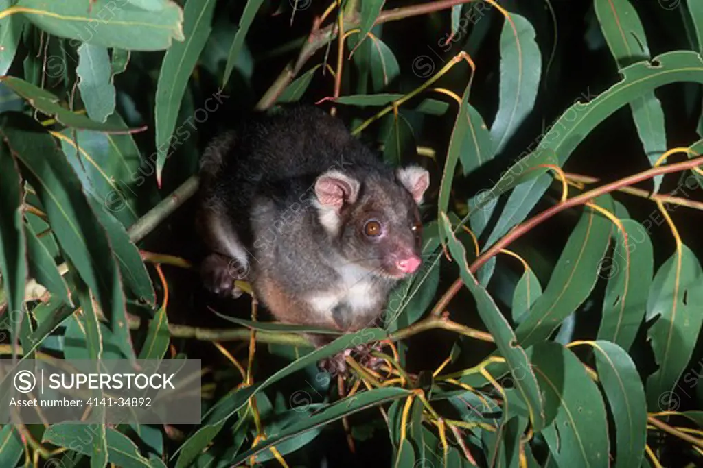 common ringtail possum pseudocheirus peregrinus tasmania