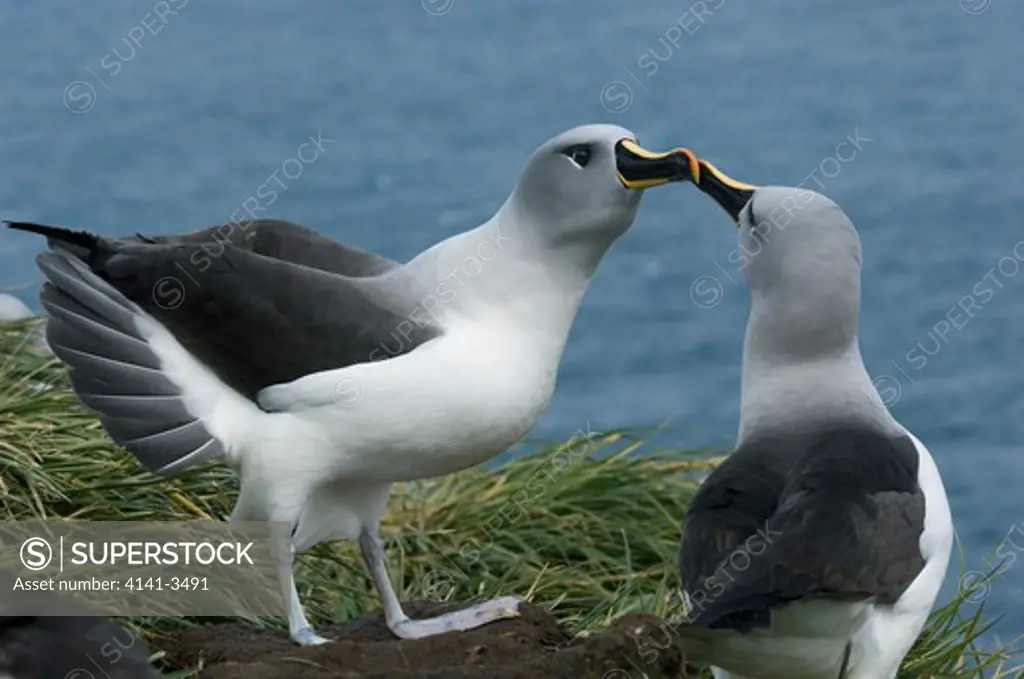 light-mantled sooty albatross phoebetria palpebrata south georgia island, sub-antarctic.