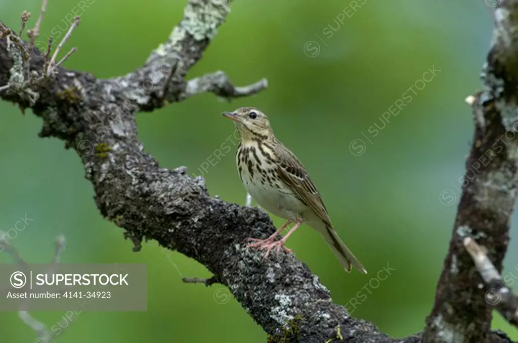 tree pipit anthus trivialis france