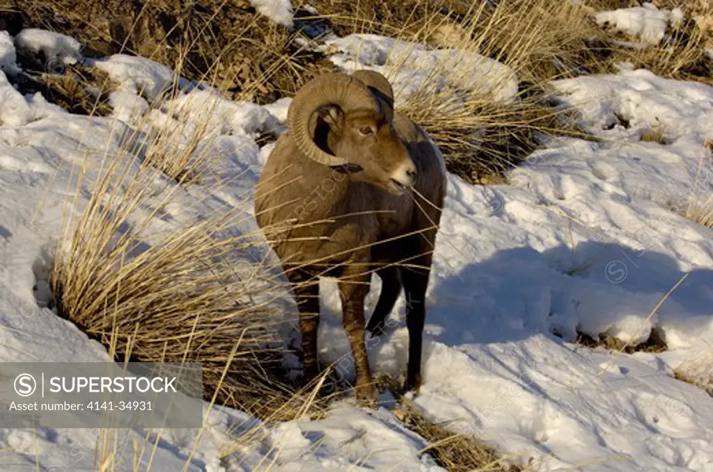 rocky mountain bighorn ovis canadensis in snow yellowstone national park, usa