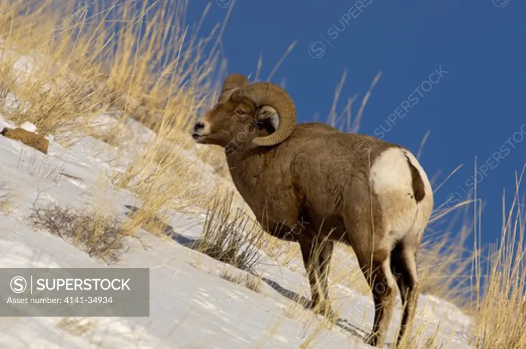 rocky mountain bighorn ovis canadensis in snow yellowstone national park, usa