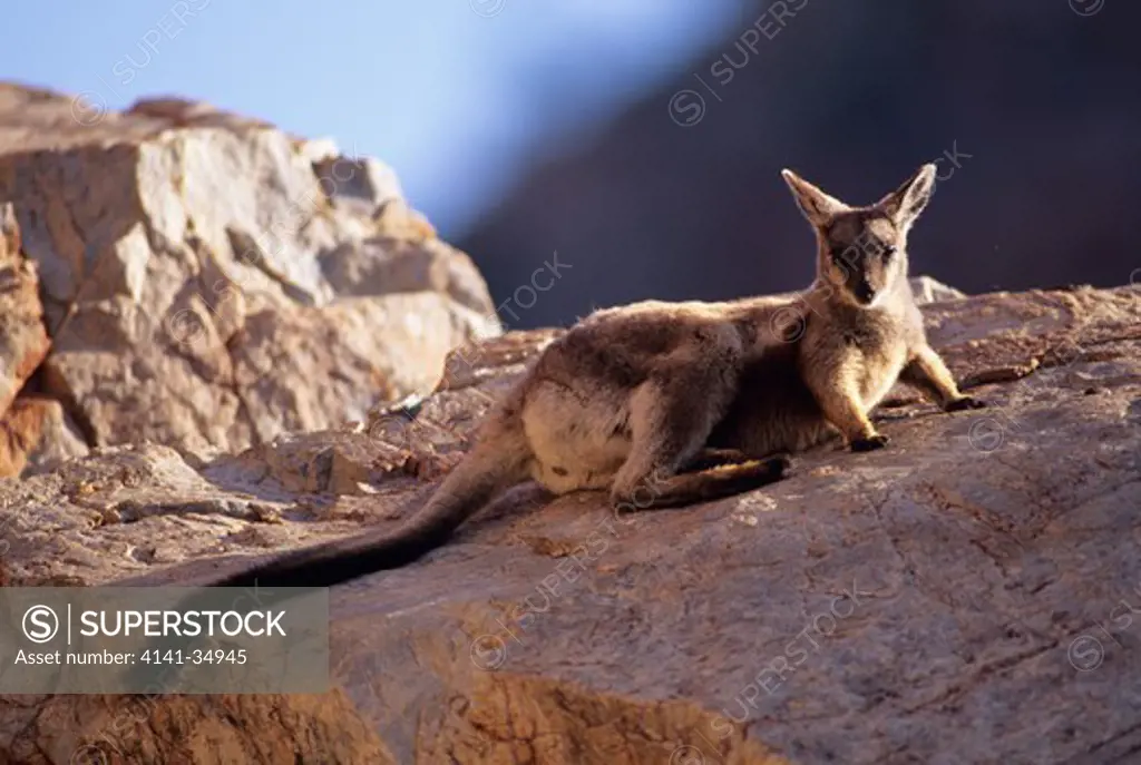 black-footed rock-wallaby petrogale lateralis northern territory, australia