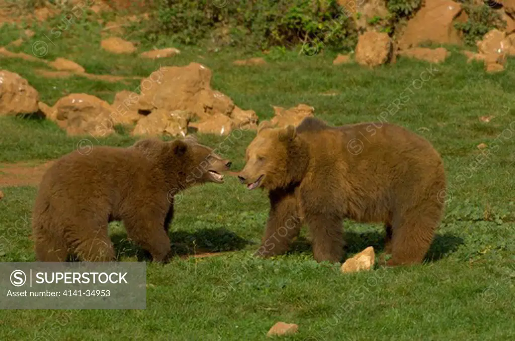 european brown bear (spanish race, cantabrica) ursos arctos captive spain
