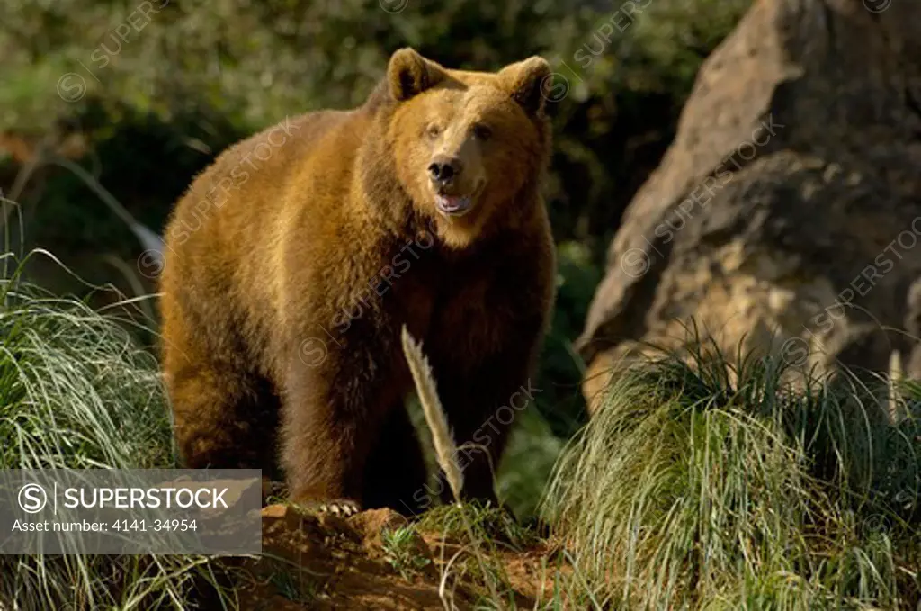 european brown bear (spanish race, cantabrica) ursos arctos captive spain