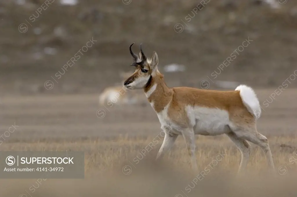 pronghorn antelope antilocapra americana male yellowstone national park, usa