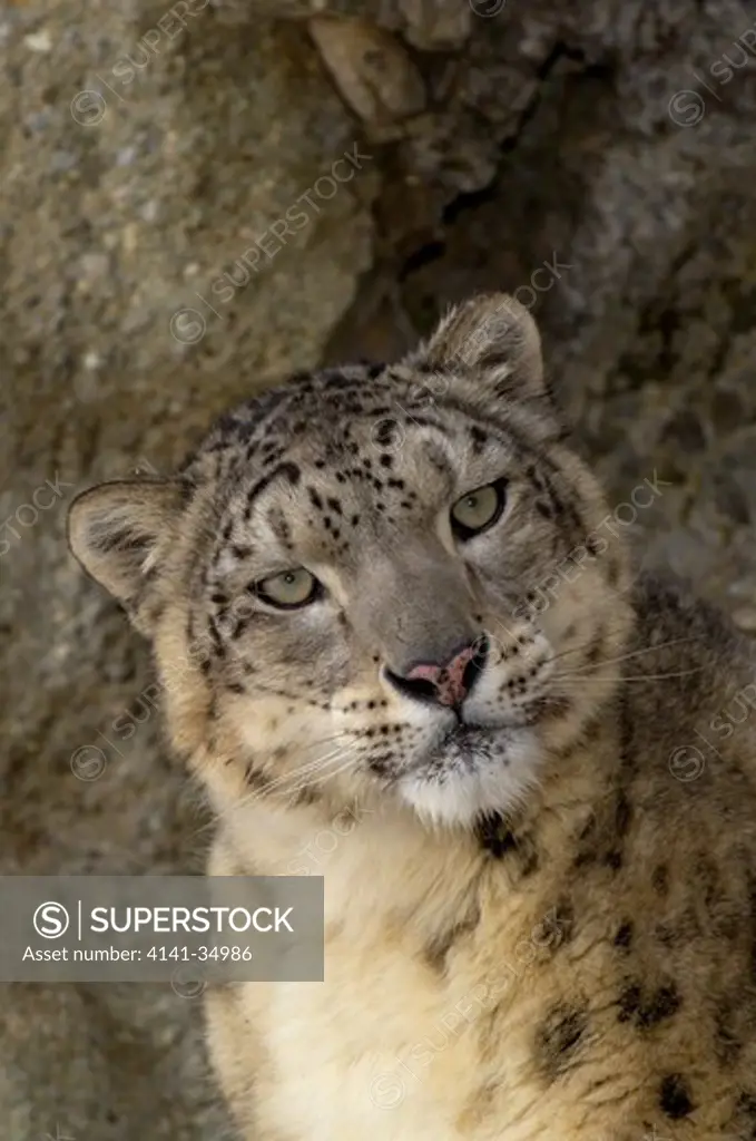 snow leopard panthera uncia captive