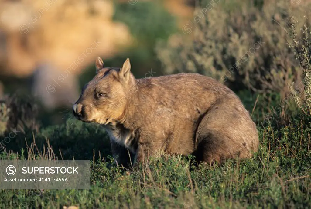 southern hairy-nosed wombat lasiorhinus latifrons victoria, australia