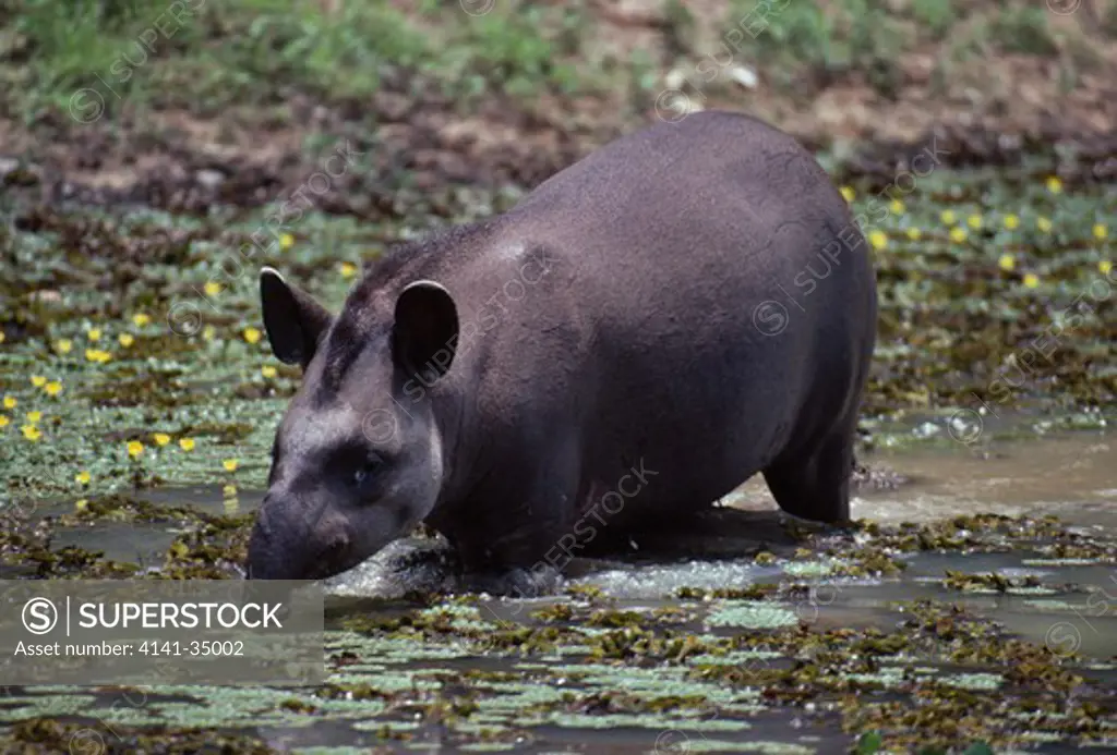 brazilian tapir in water tapirus terrestris