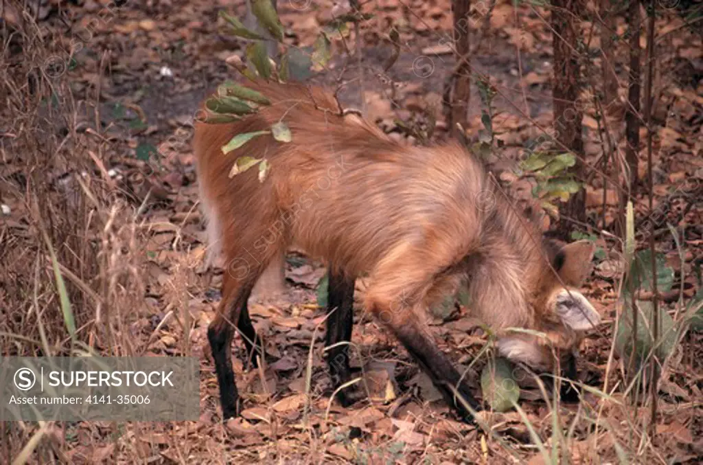 maned wolf foraging chrysocyon brachyurus south america
