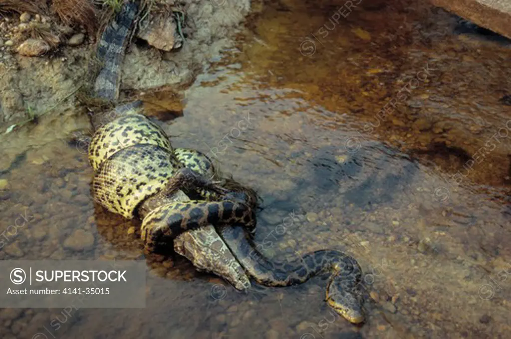 yellow anaconda constricting caiman eunectes notaeus brazil, south america 