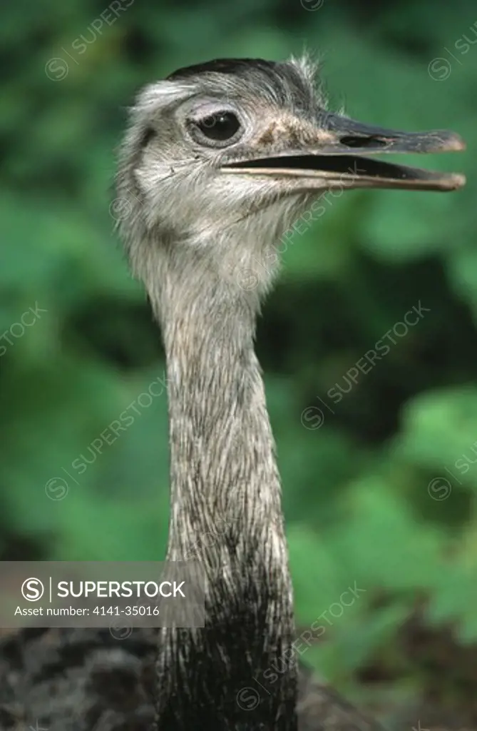 common or greater rhea rhea americana