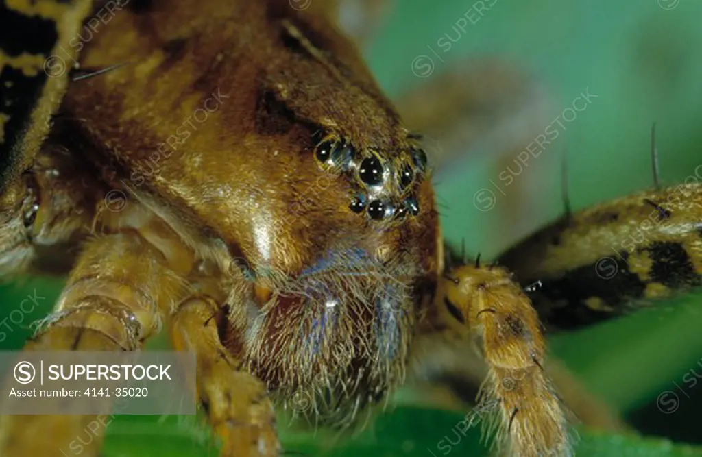 raft spider dolomedes fimbriatus showing eyes