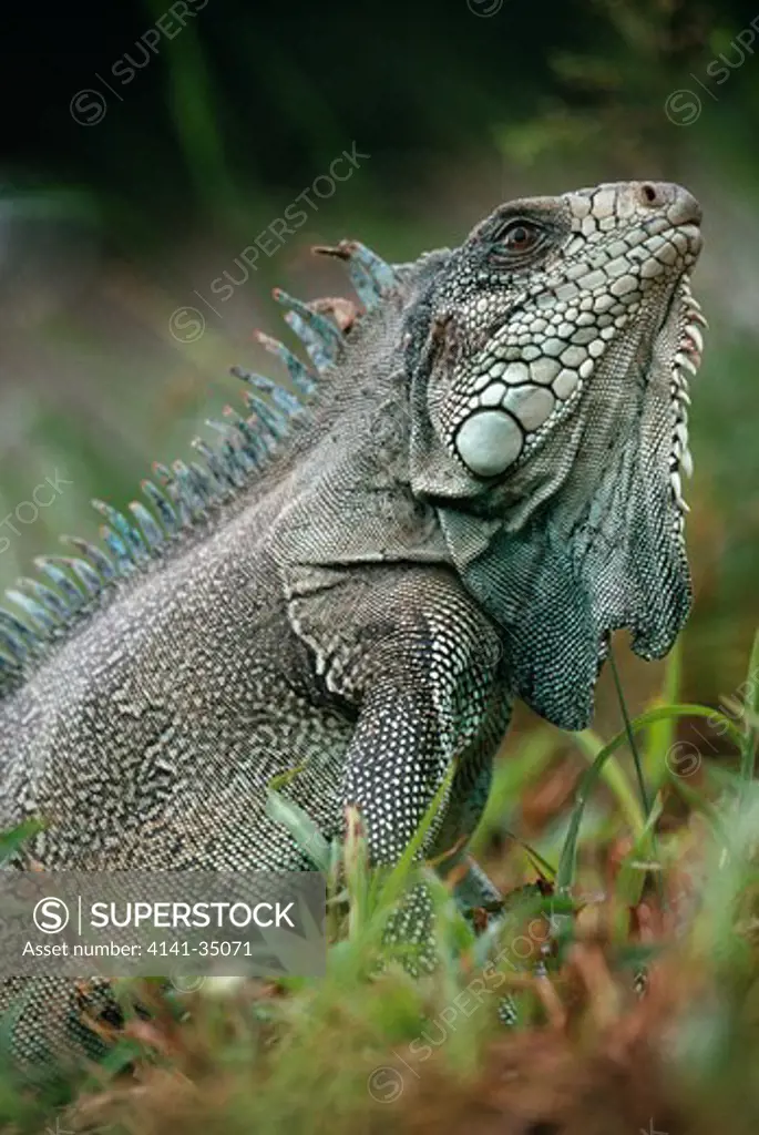 common or green iguana iguana iguana