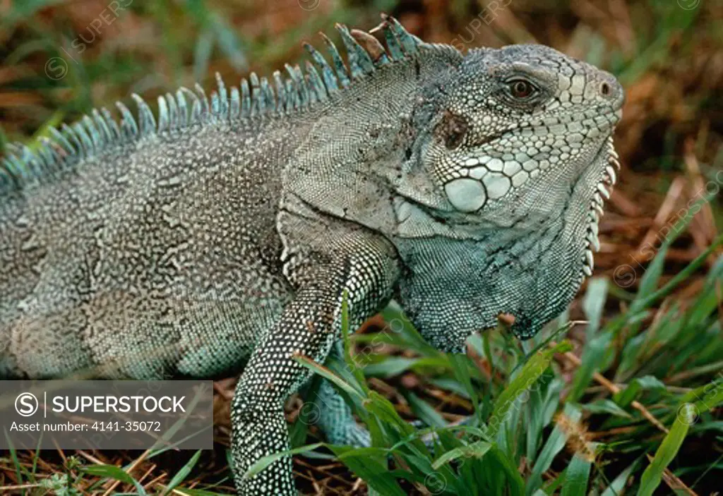 common or green iguana iguana iguana 