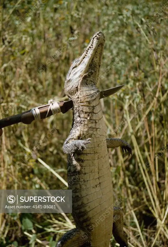 spectacled caiman pierced caiman crocodilus by poacher's spear for illegal animal trade pantanal, mato grosso, brazil 
