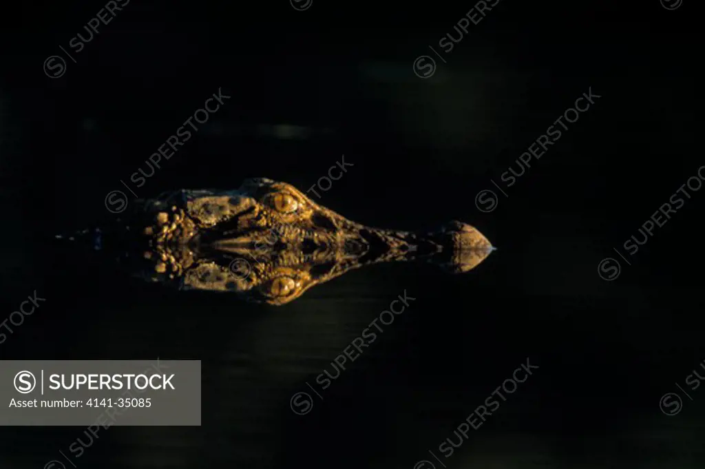black caiman melanosuchus niger bolivia, south america