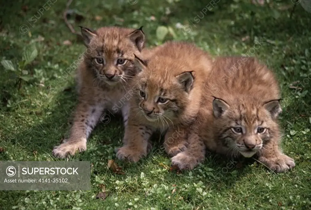 european lynx lynx lynx young 