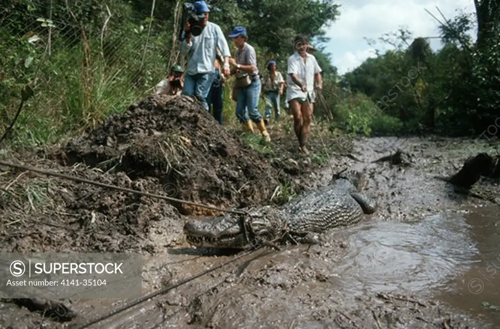 black caiman being caught melanosuchus niger for translocation. bolivia. 