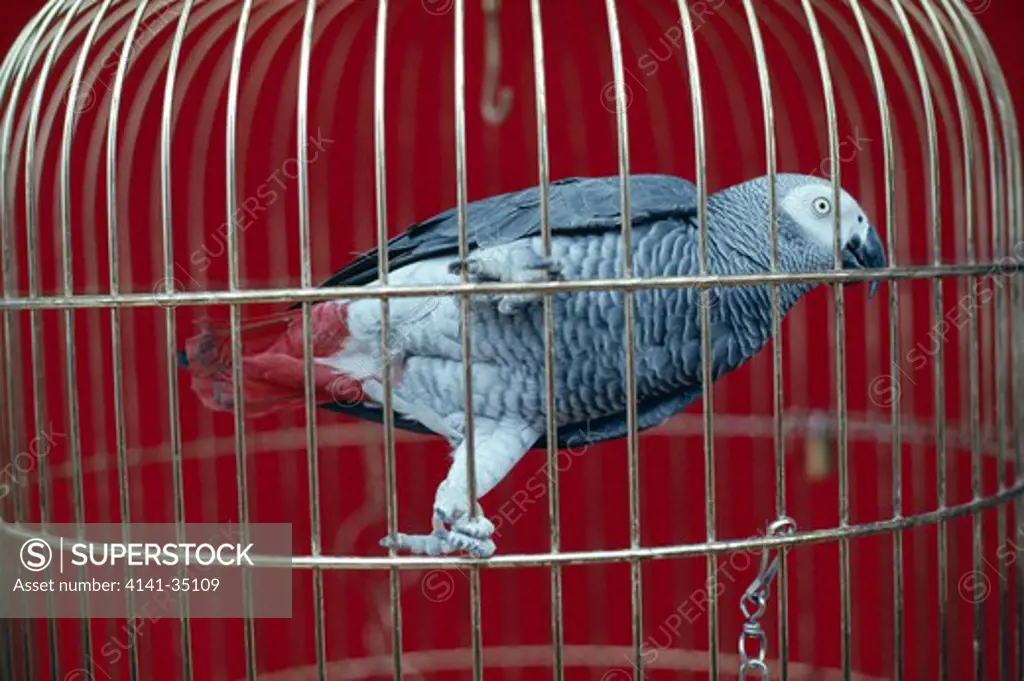 african grey parrot in cage psittacus erithacus 