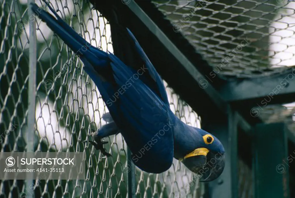 hyacinth macaw caged for sale anodorhynchus hyacinthinus endangered species 